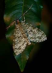 Protosteira spectabilis