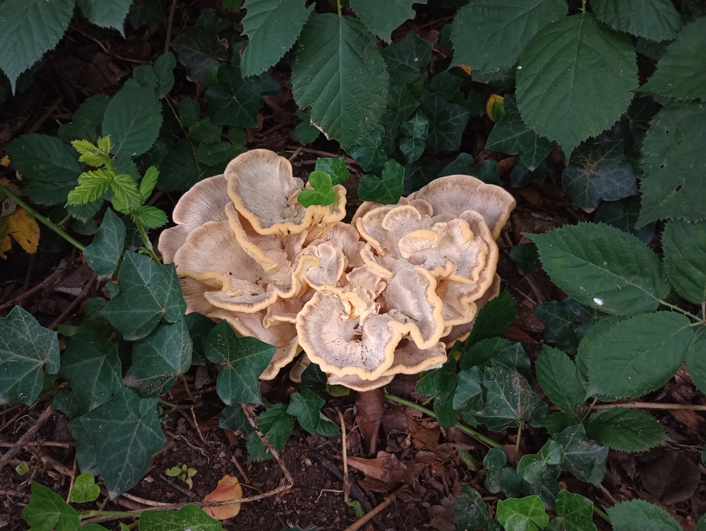 Black-staining Polypore · June 2026 · photo: Photo: (c) J. H., some rights reserved (CC BY) · iNaturalist
