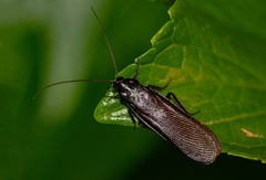 Pseudoderopeltis