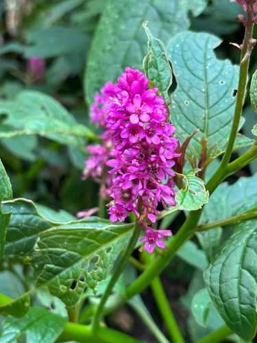 Phytolacca rugosa