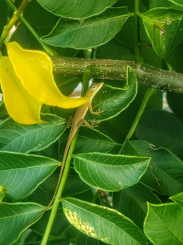Cuban Green Anole
