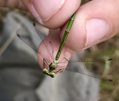 Lestes virens