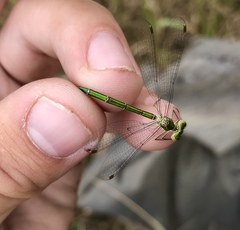 Lestes virens