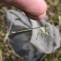 Lestes virens