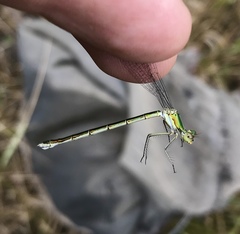 Lestes virens