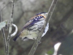 Smithornis rufolateralis