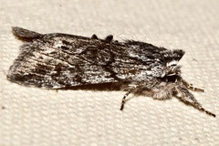 Pleromelloida conserta