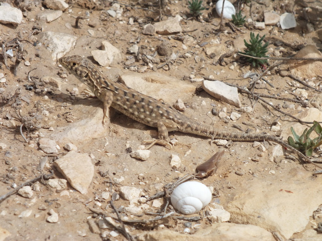 Be'er Sheva Fringe-Fingered Lizard