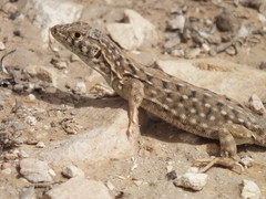 Be'er Sheva Fringe-Fingered Lizard photo 2