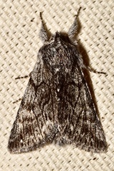 Pleromelloida conserta