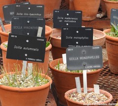 Scilla hyacinthoides