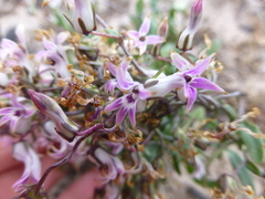 Cyphia crenata crenata