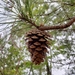 Pinus taeda - Photo (c) Alvin Diamond,  זכויות יוצרים חלקיות (CC BY-NC), הועלה על ידי Alvin Diamond