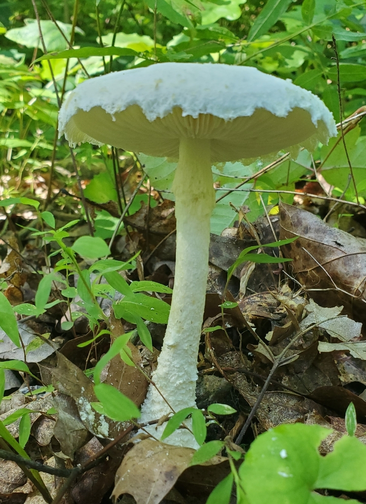 Eastern North American Destroying Angel