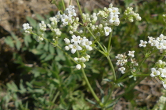 Galium glaucum