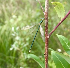 Lestes virens