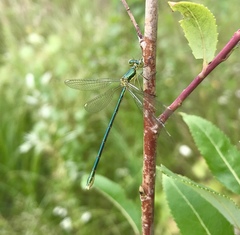 Lestes virens