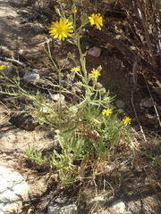 Osteospermum microcarpum