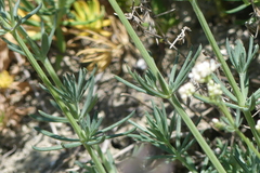 Galium glaucum