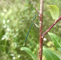 Lestes virens