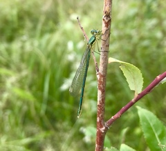 Lestes virens