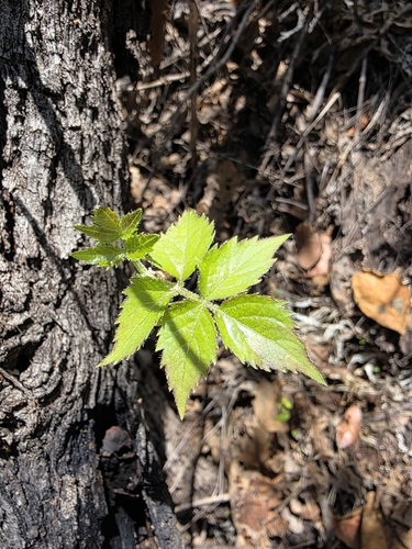 Arizona spikenard (Aralia humilis)