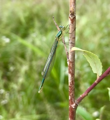 Lestes virens