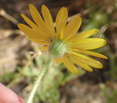Osteospermum microcarpum