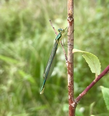Lestes virens