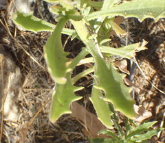 Osteospermum microcarpum