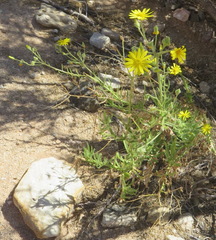 Osteospermum microcarpum