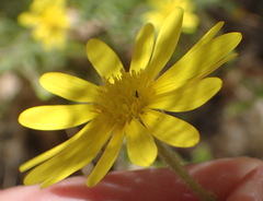 Osteospermum microcarpum