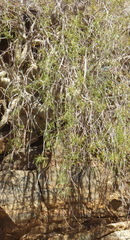 Commiphora gracilifrondosa