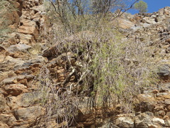 Commiphora gracilifrondosa