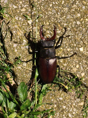 European Stag Beetle
