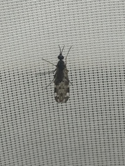 Sylvicola alternatus