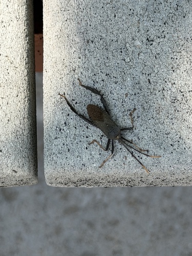 Featured image for “Spine-headed Bugs”