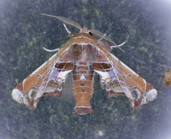 Eutelia pulcherrimus