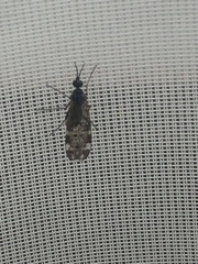 Sylvicola alternatus