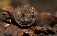 Breviceps verrucosus