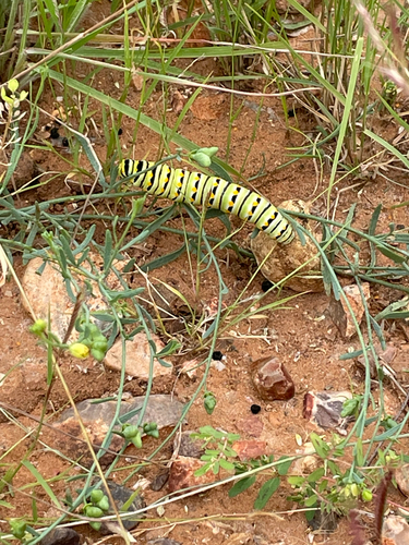 Eastern Black Swallowtail