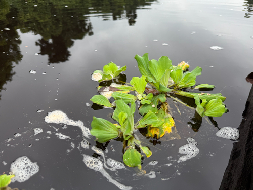 Water Lettuce
