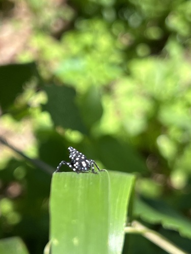 Spotted Lanternfly