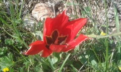 Tulipa agenensis