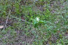 Trillium albidum