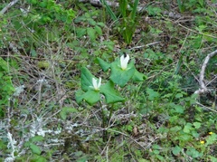 Trillium albidum