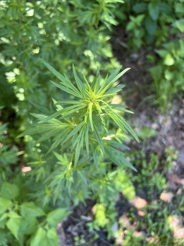 common mugwort