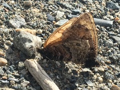 Oeneis chryxus caryi