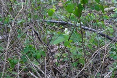 Trillium albidum