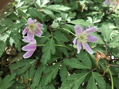 Anemonoides nemorosa